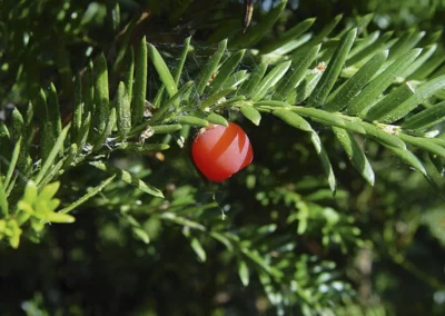ILEX MESERVEAE BLUE MAID / HOUX BLUE MAID