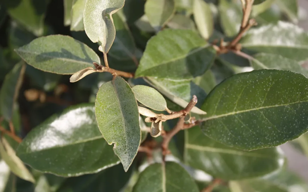 ELAEAGNUS EBBINGEI COMPACTA / OLIVIER DE BOHEME