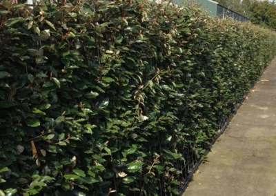 38649-438elaeagnus-ebbingei-summer-rgb-1