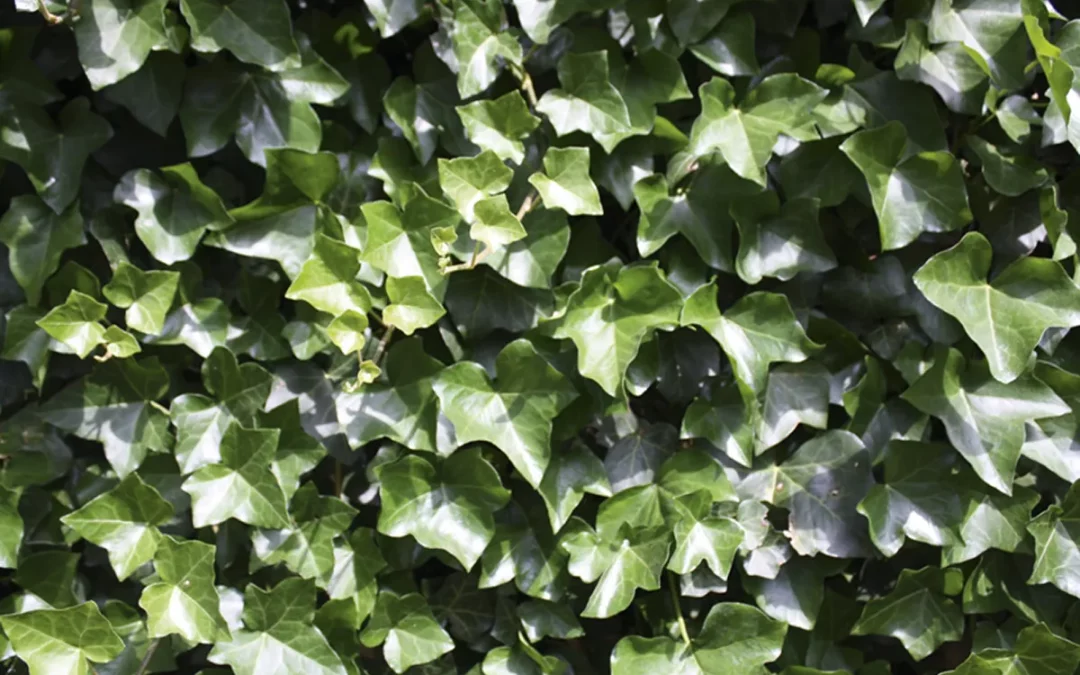 HEDERA HIBERNICA / LIERRE