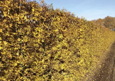 38620-104acer-campestre-autumn-1-rgb-1