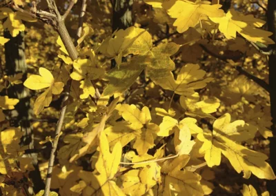38620-106acer-campestre-autumn-2-rgb-1
