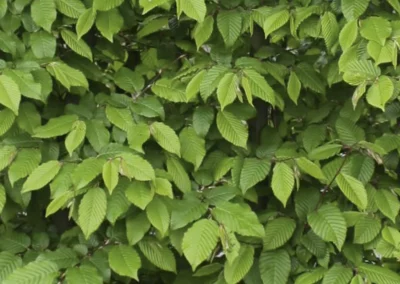 38643-207carpinus-betulus-detail-1-rgb-1