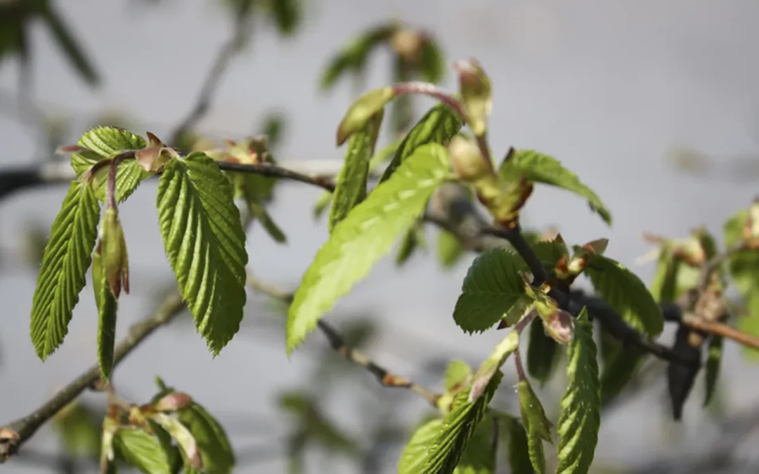 CARPINUS BETULUS / CHARME