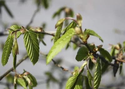 38643-211carpinus-betulus-spring-rgb-1