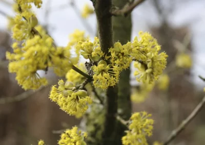 38646-125cornus-mas-flower-rgb-1