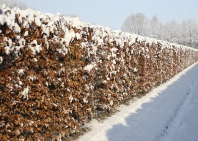 38651-217fagus-sylvatica-200cm-winter-rgb-1