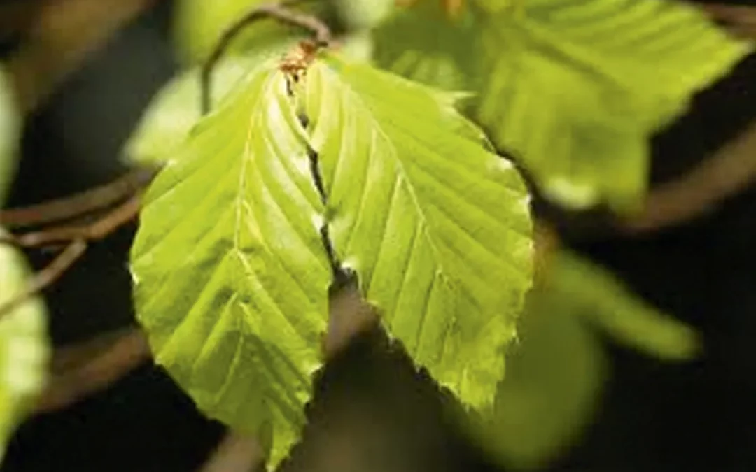 FAGUS SYLVATICA / HÊTRE VERT