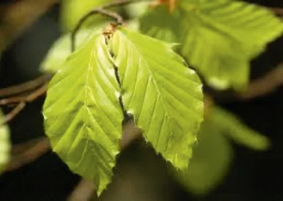 38651-220fagus-sylvatica-spring-rgb-1