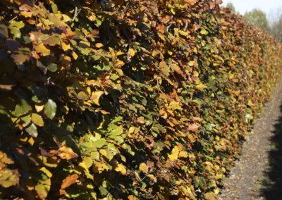 38655-129fagus-sylvatica-atropunicea-autumn-rgb-1