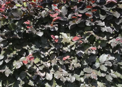 38655-130fagus-sylvatica-atropunicea-detail-1-rgb-1