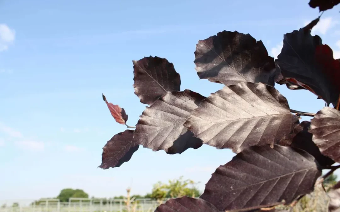 FAGUS SYLVATICA ATROPUNICEA / HÊTRE ROUGE