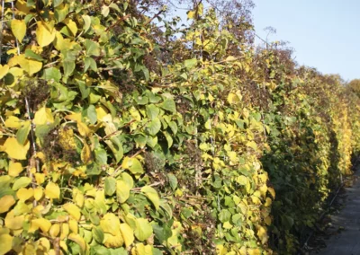 38659-135hydrangea-anomala-petiolaris-autumn-rgb-1