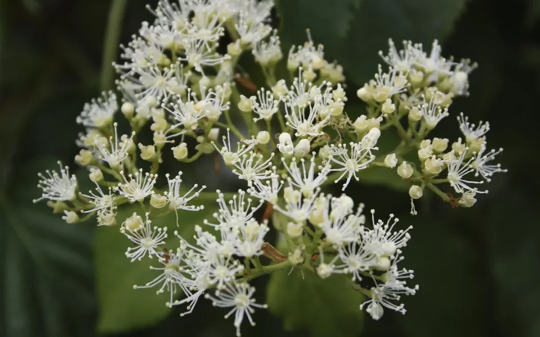 HYDRANGEA ANOMALA PETIOLARIS / HORTHENSIA GRIMPANT