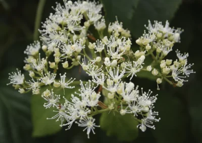 38659-139hydrangea-anomala-petiolaris-flower-rgb-1