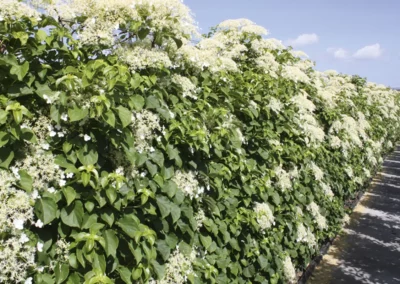 38659-140hydrangea-anomala-petiolaris-summer-rgb-1