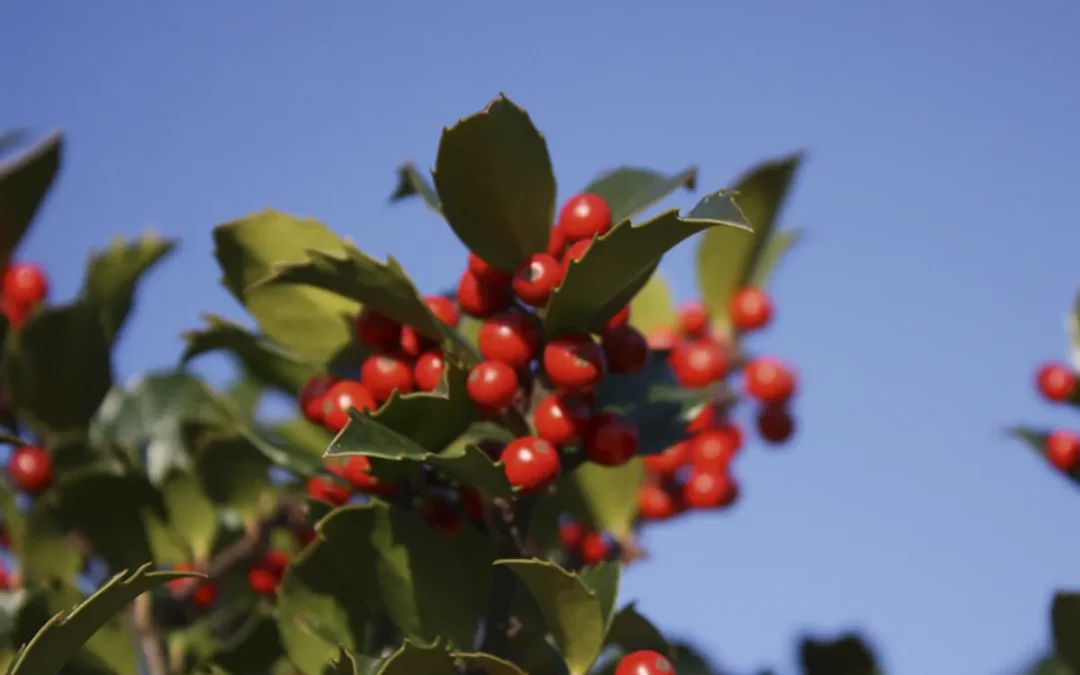 ILEX MESERVEAE BLUE MAID / HOUX BLUE MAID