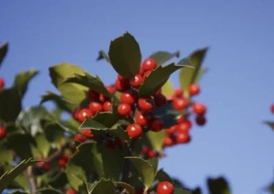 ILEX MESERVEAE BLUE MAID / HOUX BLUE MAID