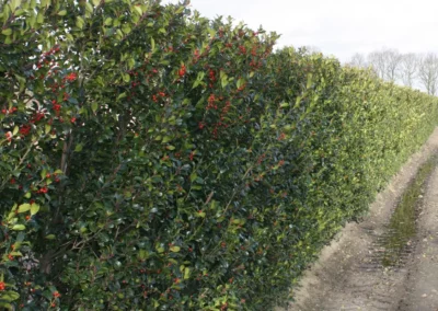38664-583ilex-meserveae-blue-maid-winter-1