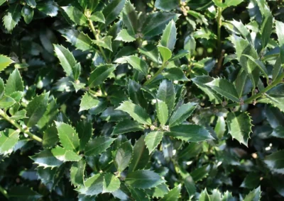 38671-472ilex-meserveae-heckenpracht-detail-rgb-1