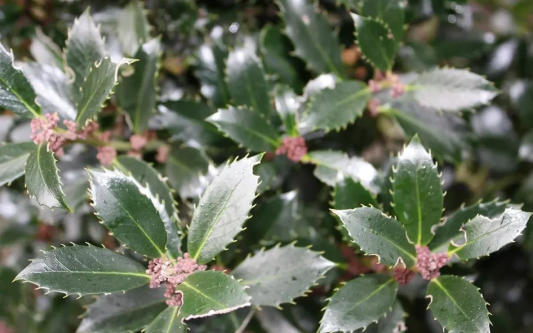 ILEX MESERVEAE HECKENPRACHT / HOUX HECKENPRACHT