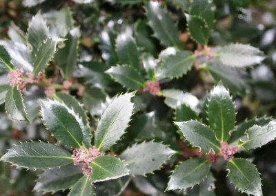 ILEX MESERVEAE HECKENPRACHT / HOUX HECKENPRACHT