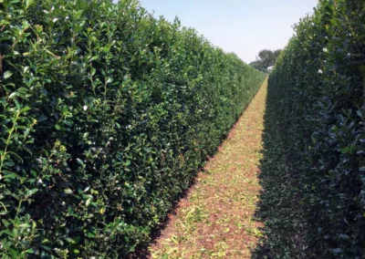 38671-586ilex-meserveae-heckenpracht-summer-1