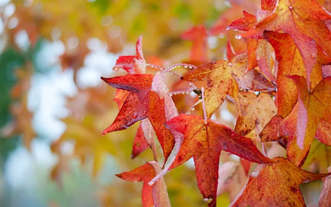LIQUIDAMBAR STYRACIFLUA / COPALME D’AMÉRIQUE