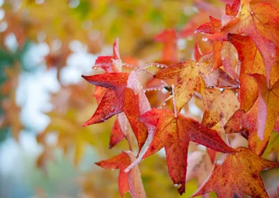 38677-242liquidambar-styraciflua-autumn-2-rgb-kopie-1
