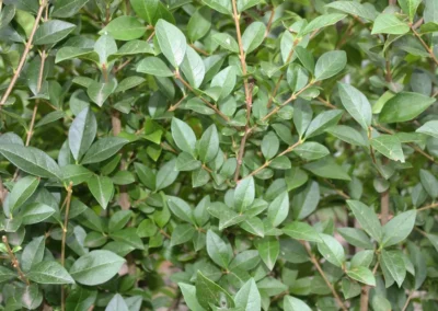 38684-233ligustrum-ovalifolium-detail-rgb-1