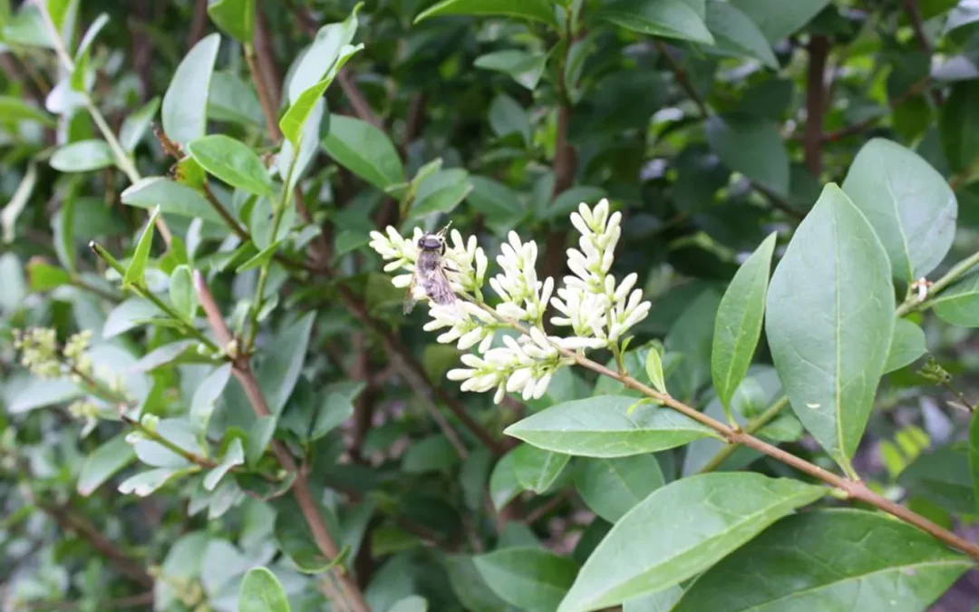 LIGUSTRUM OVALIFOLIUM / TROÈNE DE CALIFORNIE
