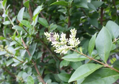 LIGUSTRUM OVALIFOLIUM / TROÈNE DE CALIFORNIE