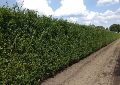 38684-588ligustrum-ovalifolium-summer-1