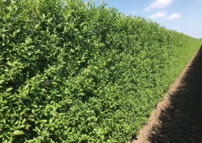 38687-592ligustrum-vulgare-atrovirens-200cm-summer-1
