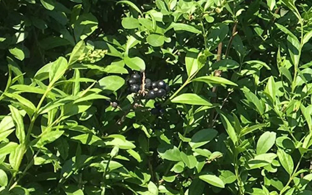 LIGUSTRUM VULGARE ATROVIRENS / TROÈNE COMMUN ATROVIRENS
