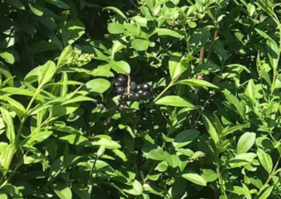 LIGUSTRUM VULGARE ATROVIRENS / TROÈNE COMMUN ATROVIRENS