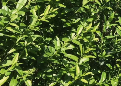 38687-594ligustrum-vulgare-atrovirens-detail-1