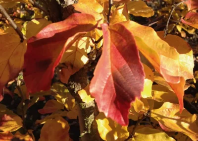 38691-455parrotia-persica-vanessa-autumn-detail-rgb-1