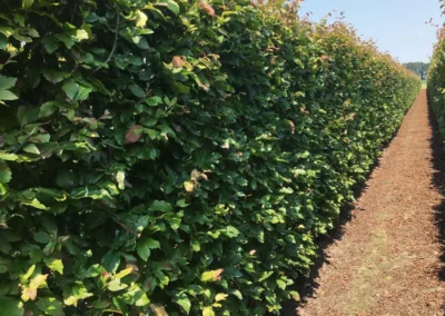 38691-578parrotia-persica-vanessa-summer-1