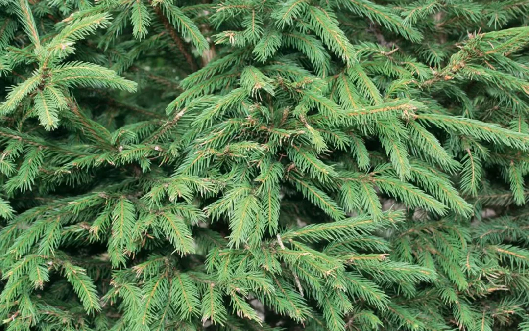 PICEA ABIES / ÉPICÉA COMMUN