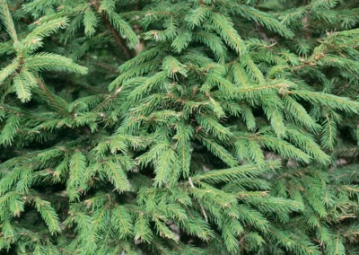 38697-477picea-abies-detail-rgb-1