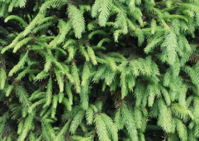 38697-479picea-abies-spring-rgb-1