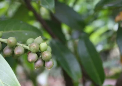 38698-598prunus-laurocerasus-genolia-fruit-1