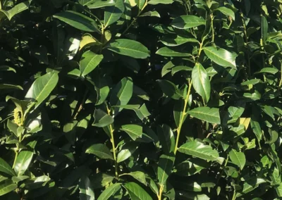 38698-599prunus-laurocerasus-genolia-detail-1
