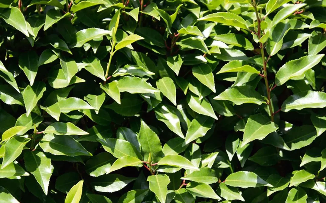 PRUNUS LUSITANICA ANGUSTIFOLIA / LAURIER DU PORTUGAL