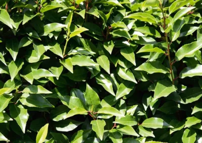 38706-192prunus-lusitanica-angustifolia-detail-1