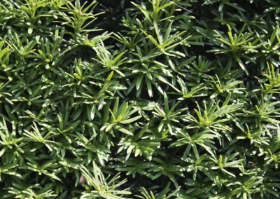 38712-193taxus-baccata-detail-1-rgb-1