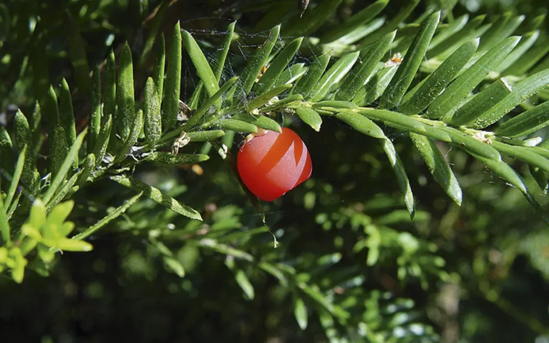 TAXUS BACCATA / IF