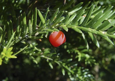 38712-194taxus-baccata-fruit-rgb-1