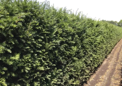 38712-195taxus-baccata-180cm-summer-rgb-1